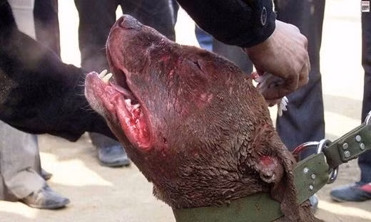 Những vết thương để lại trên da thịt của những chiến binh mang thân phận chó chiến.