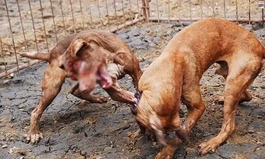 Nhiều người đánh giá rằng, chọi chó là hành vi đáng phẫn nộ vì hành vi tàn nhẫn với động vật, việc để trò chơi này được công khai cũng là nguy cơ kích động lối suy nghĩ và hành xử bạo lực trong xã hội.