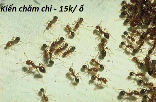 Nếu bạn bận, chưa kịp quét nhà thì Kiến là loài thú cưng sẽ giúp bạn được trong việc thu xếp nhà cửa.