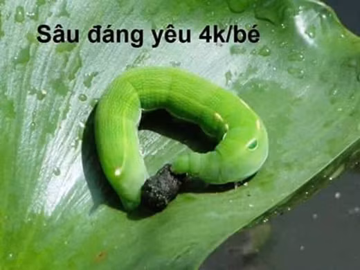 Mạng xã hội đang sốt với bộ sưu tập thú cưng mà thành viên đã đăng tải để thanh lí được cộng đồng những người mến mộ động vật cực kì yêu thích và tranh giành nhau để mua.