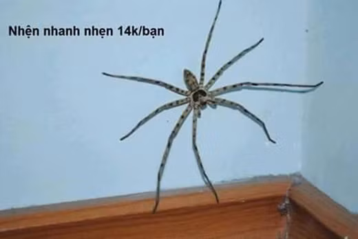 Với những cặp chân dài miên man trời phú, cô nhện này không những thon thả mà còn hết sức nhanh nhẹn. Loại thú cưng này rất hữu ích trong việc bắt muỗi và những con vật gây hại trong nhà.