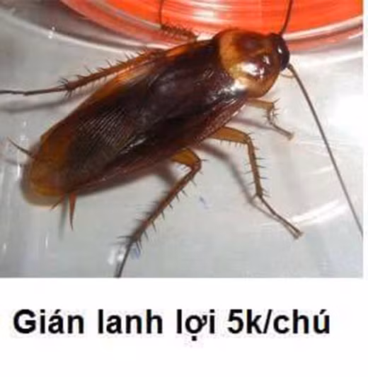 không còn ai xa lạ với thú cưng biết bay và mang trên người “mùi hương” đặc sắc này. Các bạn nữ nếu như muốn nỗi sợ gián thì hãy tậu ngay chú gián lanh lợi này về để ngắm mỗi ngày.