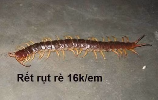 Nếu như chân của cô nhện ở trên vừa dài vừa thon thả thì anh chàng rết này lại áp đảo về số lượng chân. Thân hình dài nhưng lại khá rụt rè. Đây đích thị là thú cưng kinh điển của năm 2016.