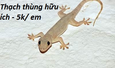 Với những tiếc kêu tặc tặc, thạch thùng sẽ khiến ngôi nhà của bạn sạch bóng những con côn trùng đáng ghét.