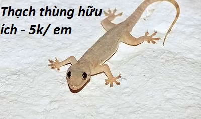 Với những tiếc kêu tặc tặc, thạch thùng sẽ khiến ngôi nhà của bạn sạch bóng những con côn trùng đáng ghét.