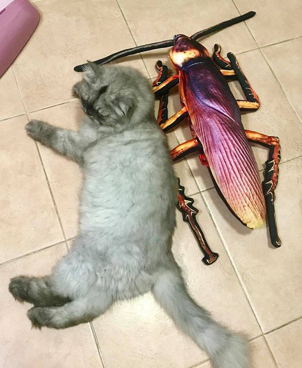 Những chú gián bông này đảm bảo sẽ khiến căn phòng bạn trở nên sinh động hơn và còn có tác dụng để hù dọa, trêu đùa với những người bạn sợ gián.