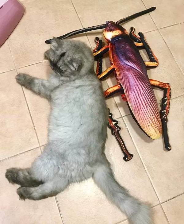 Những chú gián bông này đảm bảo sẽ khiến căn phòng bạn trở nên sinh động hơn và còn có tác dụng để hù dọa, trêu đùa với những người bạn sợ gián.