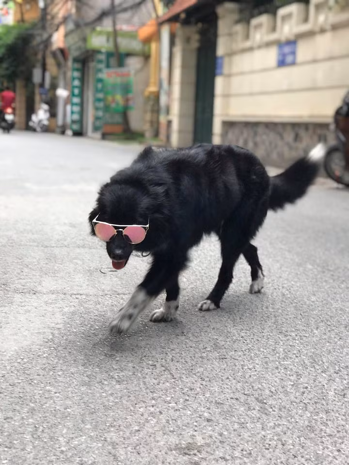 Chú chó tên Chang tỏ ra rất "chuyên nghiệp".