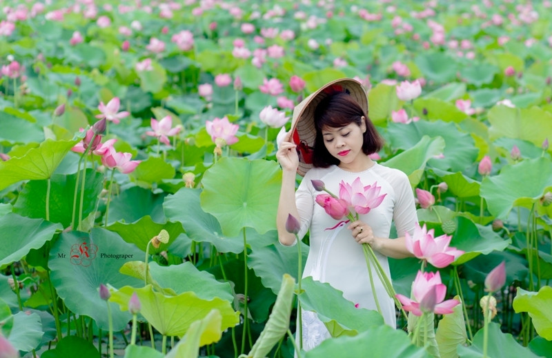 Những đóa sen ẩn hiện lấp ló giữa nền lá xanh mướt khiến cảnh vật lung linh hơn bao giờ hết luôn là cảm hứng bất tận để bạn có những bức ảnh đẹp phải không nào.