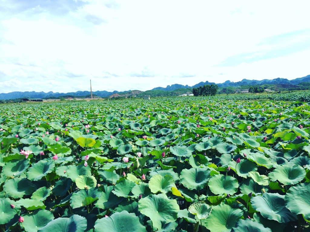 Điểm đặc biệt ở đầm sen An Phú thu hút giới trẻ đến không chỉ bởi màu xanh ngắt của loại quốc hoa này mà còn từ background phía sau là những dãy núi tạo nên vẻ thanh bình và khác biệt.