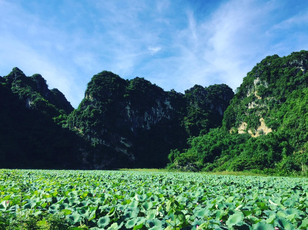 Đến với đầm sen An Phú bạn sẽ được đắm mình trong khung cảnh đầy chất thơ và yên bình của làng quê, mỗi mùa hè đến cánh đồng phủ kín bởi màu xanh ngọc lục bảo của lá sen đường thì, điểm mũ chấm hồng dịu dàng từ tán của những đóa sen.