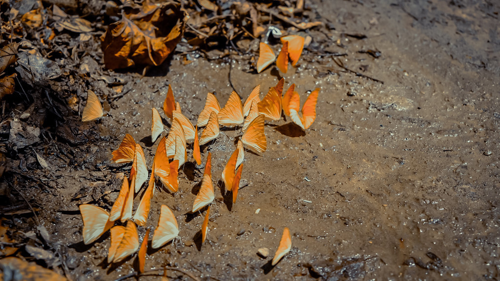 Càng vào sâu trong rừng, bướm xuất hiện nhiều hơn, đặc biệt khu vực cây chò ngàn năm, chỉ cần xua tay bướm bay ra từng đàn.