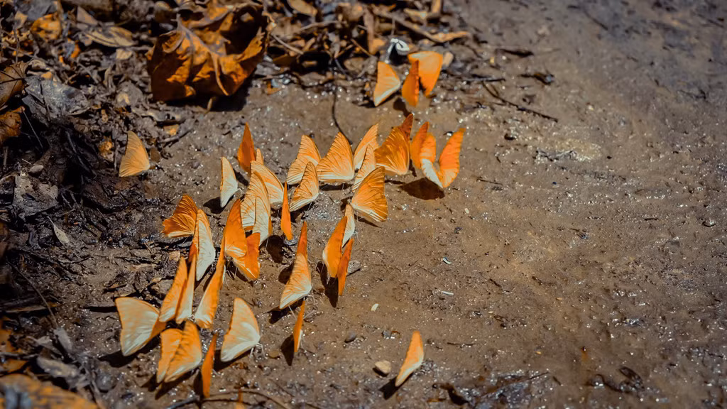 Càng vào sâu trong rừng, bướm xuất hiện nhiều hơn, đặc biệt khu vực cây chò ngàn năm, chỉ cần xua tay bướm bay ra từng đàn.