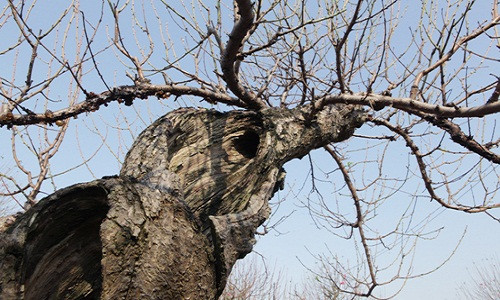 Đặc biệt là công đoạn "ép" cho đào nở hoa đúng Tết, đòi hỏi rất nhiều kỹ thuật và sự cầu kỳ, tỉ mỉ. Khoảng trung tuần tháng 11 âm lịch, anh dùng dao khoanh một hay vài vòng xung quanh cành đào, thân đào để ức chế sinh trưởng thân lá, kích thích phân hóa mầm hoa.