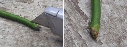 Dùng dao rọc khía 2-3 đường dọc xung quanh gốc cành chiết như hình.