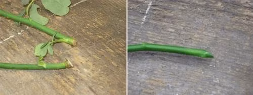 Phần gốc của cành chiết được giâm xuống đất cho cây phát triển tốt nhất là có một gốc nhánh ở dưới (hình trái), còn nếu là cành chiết thông thường thì bạn nên cắt vát phần gốc (hình phải).