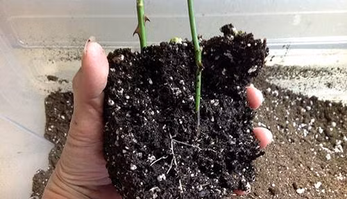 Lúc này chỉ cần chăm sóc cây hoa hồng, tưới nước như bình thường là cây sẽ phát triển, trổ bông.