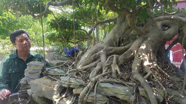 "Để mua được cây, tôi tốn không biết bao nhiêu công sức đến thuyết phục và phải bỏ ra một số tiền lớn mới mua được cây này về." ông Huỳnh nhớ lại.
