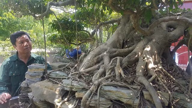 "Để mua được cây, tôi tốn không biết bao nhiêu công sức đến thuyết phục và phải bỏ ra một số tiền lớn mới mua được cây này về." ông Huỳnh nhớ lại.