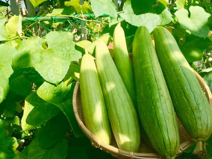 Vườn nhà chị hiện nay có hơn 50 loại cây, từ rau xanh đến cây ăn trái và một số cây gia vị của Thái do chị làm dâu Thái hơn 20 năm. Những cây dây leo như bí, bầu, mướp... bao trùm một màu xanh lên toàn bộ ngôi nhà.