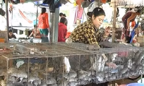 Nguoi dan gong minh san chuot o Dong Thap Muoi