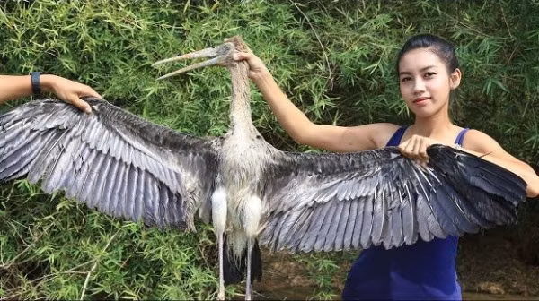 Mặc dù đã gỡ các clip của mình xuống nhưng Ah Lin vẫn không thể tránh khỏi "búa dìu" của dư luận. Trả lời về hành động của mình, cô gái Campuchia vẫn cho rằng cho rằng cô đã mua những loài vật này từ khu chợ của người dân địa phương, và điều này chẳng có gì sai trái cả.