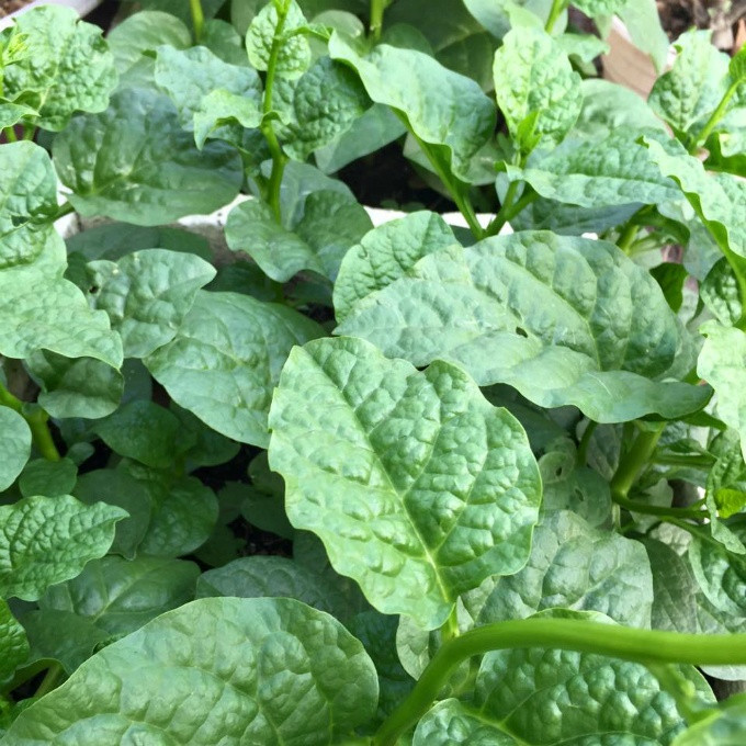 Nếu cây bệnh đốm lá hay bị rệp trắng, sâu... thì phải cắt bỏ lá bị bệnh, dọn sạch gốc và xịt dung dịch thuốc thảo mộc. Dung dịch này có khi từ ớt, gừng, hành tăm, rượu... (tuỳ lúc nhà có gì dùng đó).