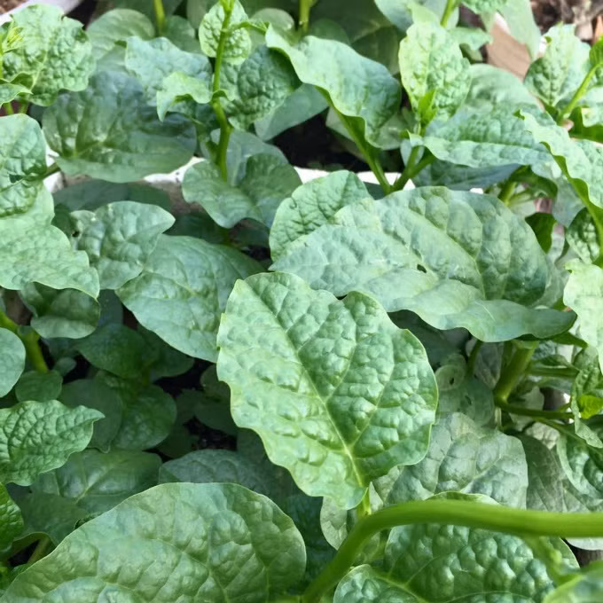 Nếu cây bệnh đốm lá hay bị rệp trắng, sâu... thì phải cắt bỏ lá bị bệnh, dọn sạch gốc và xịt dung dịch thuốc thảo mộc. Dung dịch này có khi từ ớt, gừng, hành tăm, rượu... (tuỳ lúc nhà có gì dùng đó).