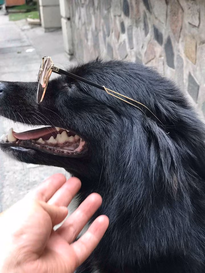 Dù thế nào nhưng khi đã đeo kính là "auto ngầu". Nguồn ảnh: Facebook Kính Họ Đỗ