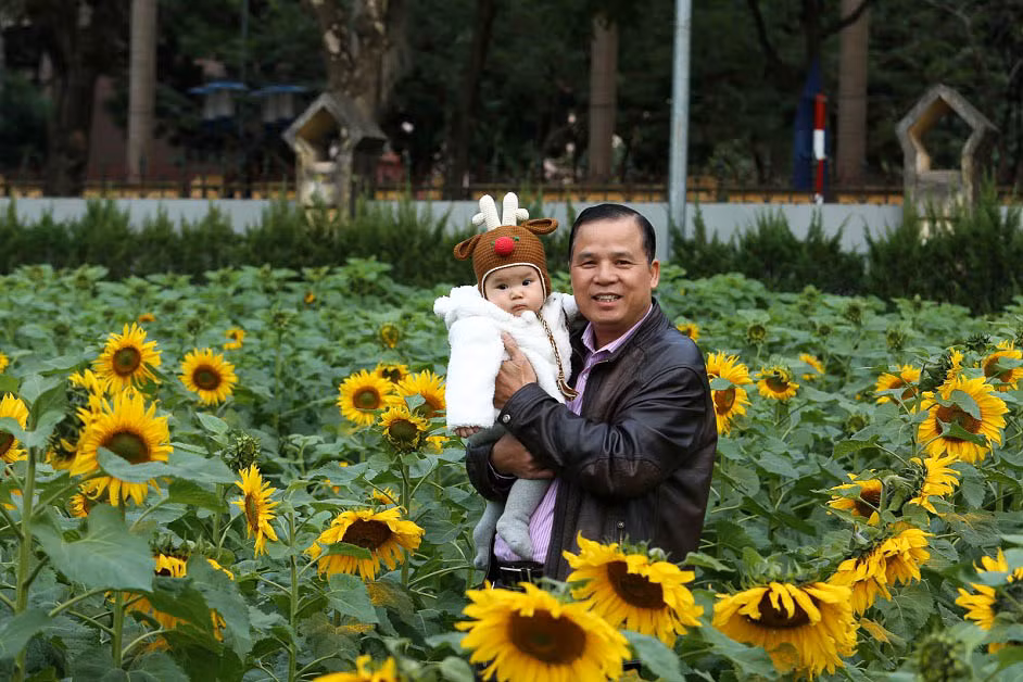 Được biết, mục đích của Ban quản lý di tích Hoàng thành Hà Nội khi trồng những vườn hoa hướng dương này là hi vọng sẽ thu hút được nhiều khách tham quan hơn vào dịp cuối năm. Đặc biệt là tạo một khuôn viên xanh, thân thiện với mọi người.