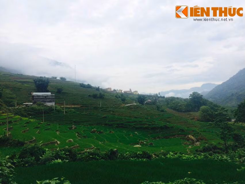 Những cây mạ non xanh mơn mởn lú nhú trên những thửa ruộng bậc thang làm cho không gian của Sapa trở nên căng đầy sức sống và làm cái nắng của mùa hè trở nên dịu bớt.