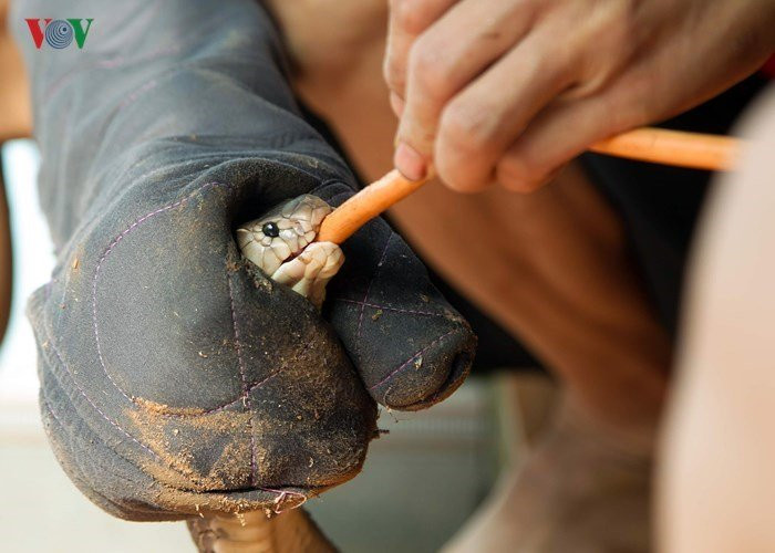 Một chủ nuôi đang bơm thức ăn cho rắn. Tại xã Vĩnh Sơn, trung bình mỗi hộ nuôi khoảng 400 con, có hộ nuôi 1.000 con rắn cho thu nhập hàng tỷ đồng mỗi năm. Thức ăn chủ yếu của rắn là cóc và chuột.
