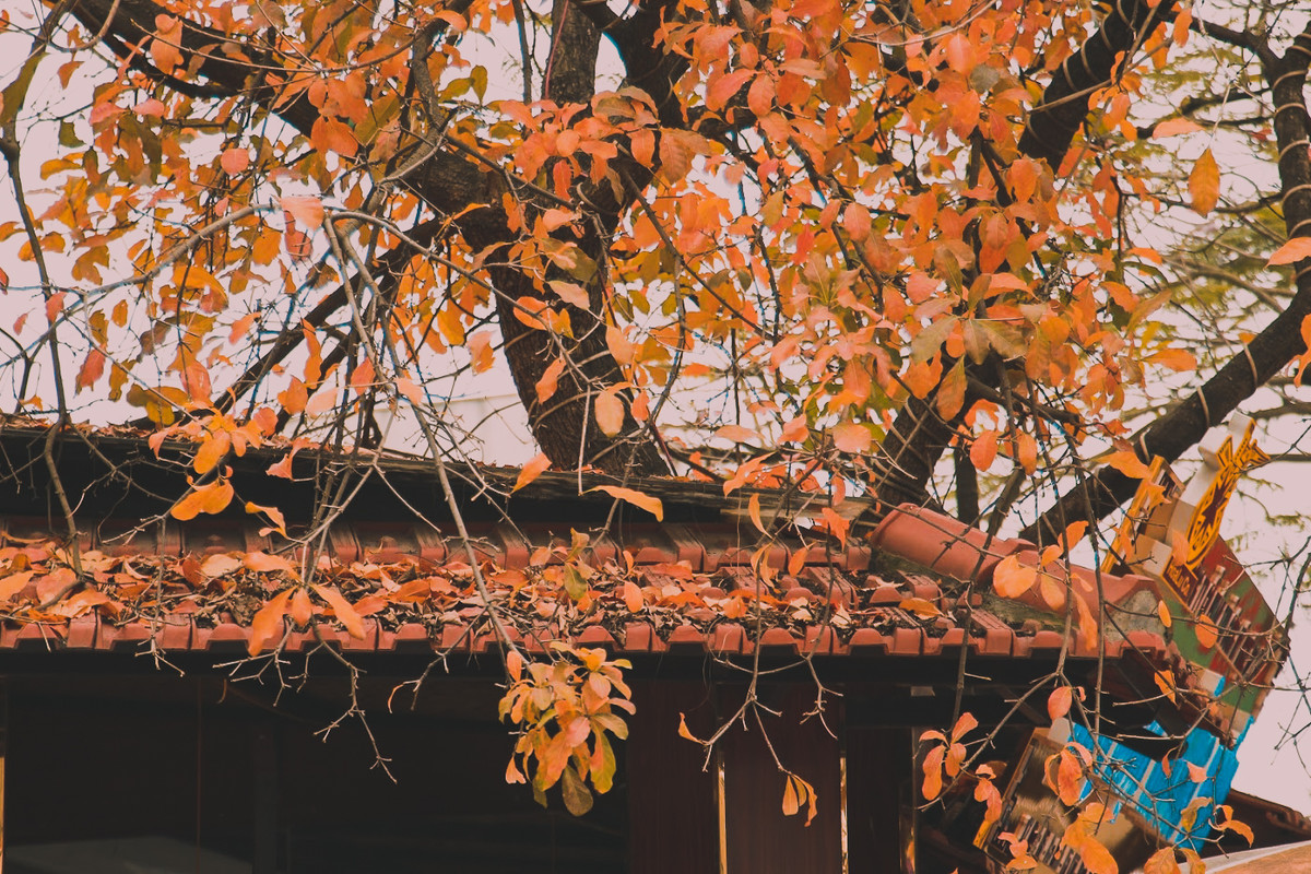 Vẫn những góc phố và con đường thân quen, nhưng cảnh sắc thiên nhiên giờ đây thật lạ. Đó là một Hà Nội đẹp lãng mạn, pha chút hoài cổ đậm chất thơ. Những chiếc lá vàng mỏng manh báo hiệu thời khắc chuyển mùa rõ nét.