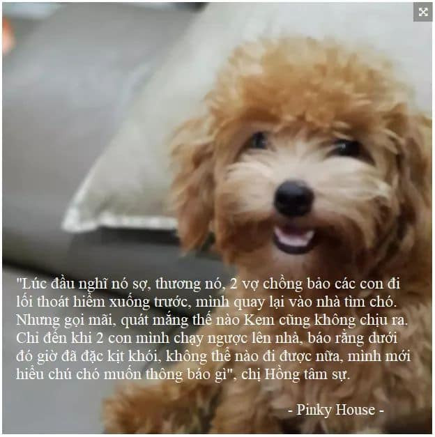 Tuy nhiên chuyện đáng buồn xảy ra đó là khi ra tới khách sạn, họ có quy định không được mang chó vào nên chị Hồng đành phải gửi Kem ở nhà người quen ở khu dân cư Nam Long, quận Bình Tân nhưng do lạ chỗ nên chú cho này hiếu động và bị thất lạc.
