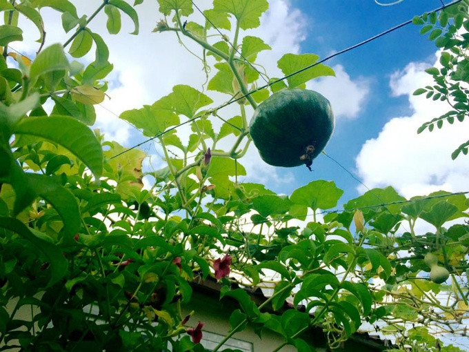 "Trồng vườn trên cao có nhiều khó khăn hơn, cứ nghĩ tới việc chuyển mấy trăm bao đất, cây trồng lên lầu cao là chuyện không đơn giản. Rồi phải thường xuyên dọn vườn cho sạch vì lá cây, hoa rụng nhiều khi ảnh hưởng tới ống thoát nước..." - vất vả là vậy nhưng những cây trong vườn nhà chị Hiền đều tốt um, vươn ra cả nhà hàng xóm và chị phải cắt tỉa thường xuyên.