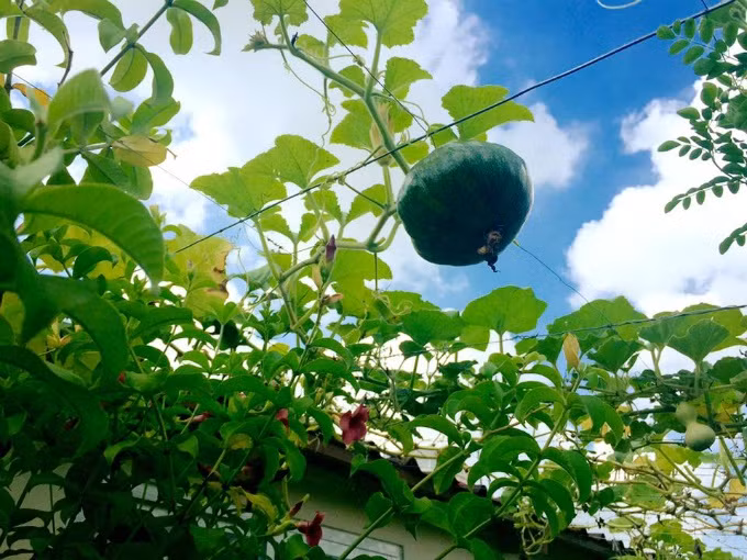 "Trồng vườn trên cao có nhiều khó khăn hơn, cứ nghĩ tới việc chuyển mấy trăm bao đất, cây trồng lên lầu cao là chuyện không đơn giản. Rồi phải thường xuyên dọn vườn cho sạch vì lá cây, hoa rụng nhiều khi ảnh hưởng tới ống thoát nước..." - vất vả là vậy nhưng những cây trong vườn nhà chị Hiền đều tốt um, vươn ra cả nhà hàng xóm và chị phải cắt tỉa thường xuyên.