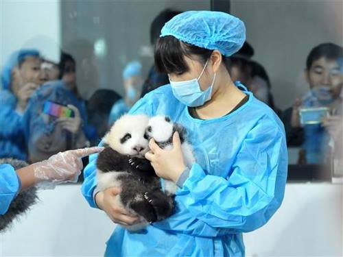 Tại một Trung tâm nghiên cứu và bảo tồn gấu trúc tại Trung Quốc, họ sẵn sàng trả số tiền lên tới 32.000 USD/năm (khoảng hơn 711 triệu VNĐ) cho các bạn trẻ khi họ sẵn sàng cho công việc chăm sóc gấu trúc.