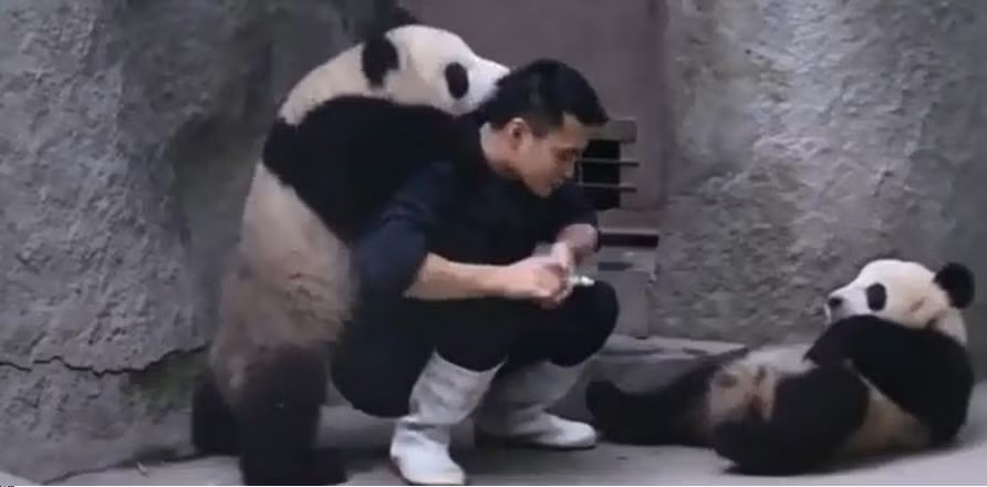 Nhiều bạn trẻ đùa rằng công việc chăm sóc gấu sẽ phù hợp nhất với các đối tượng mới chia tay, bởi kệ "chú gấu" bội bạc kia, ở đây bạn có cả chục gấu con xinh xắn, luôn quấn quýt, ôm ghì lấy bạn khi ở gần.