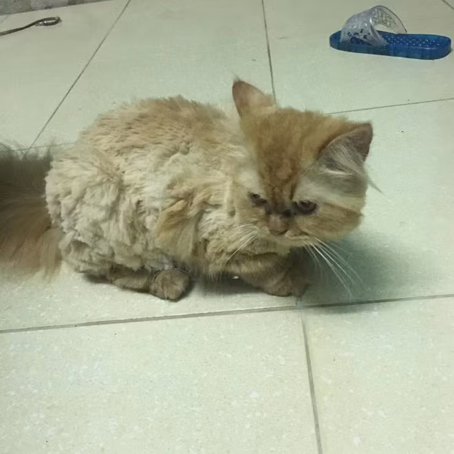 "Đã cố cạo thì cạo cho sạch đi lại còn nham nham nhở nhở như này, đúng là cô chủ vô tâm".