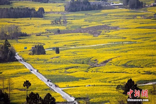 Dịp tháng 2, tháng 3 hàng năm là lúc những cánh đồng hoa cải dầu nở rộ, biến thị trấn Giới Đầu - Trung Quốc thành biển hoa vàng rực, đẹp như tranh vẽ.