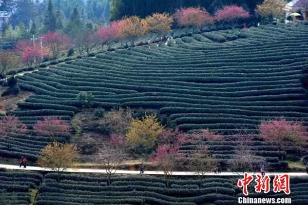 Những đồi chè xanh mướt tại A Lý Sơn, Gia Nghĩa, Đài Loan được điểm xuyết thêm bởi những gốc cây rực rỡ sắc hồng càng thêm nổi bật khiến khung cảnh trở nên vô cùng lãng mạn như tiên giới.