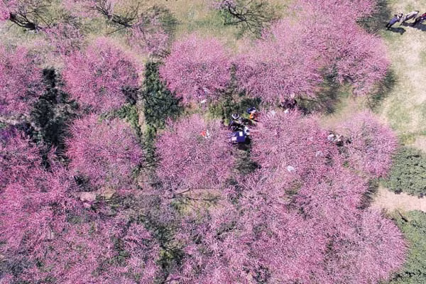 Rừng đào tại Thiên Đài, Đài Loan.