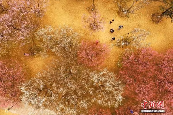 Ngoài biển hoa đào, rừng hoa mai gần Tây Hồ - Hàng Châu (Trung Quốc) với những cây hoa trắng, đỏ đang xen khiến người ta như lạc vào tiên cảnh.