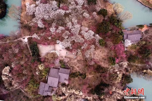 Vườn mai tại công viên quốc gia Tây Khê cũng là một trong những điểm thưởng hoa nổi tiếng ở Hàng Châu. Hơn 2.000 gốc gốc mai với hơn 30 chủng loại tại đây đã nở rộ chào đón khách du lịch.