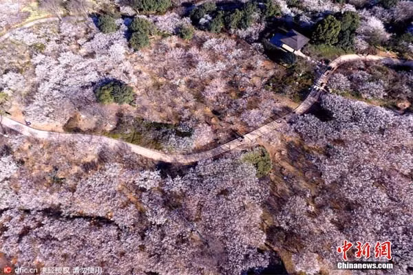 Với góc máy từ trên cao, hơn 5000 gốc đào phai tại Dư Hàng Thiệu Sơn - Trung Quốc tạo thành một bức tranh tuyệt đẹp. Bức ảnh biển hoa đào này khiến nhiều người phải ngây ngất ngắm nhìn.