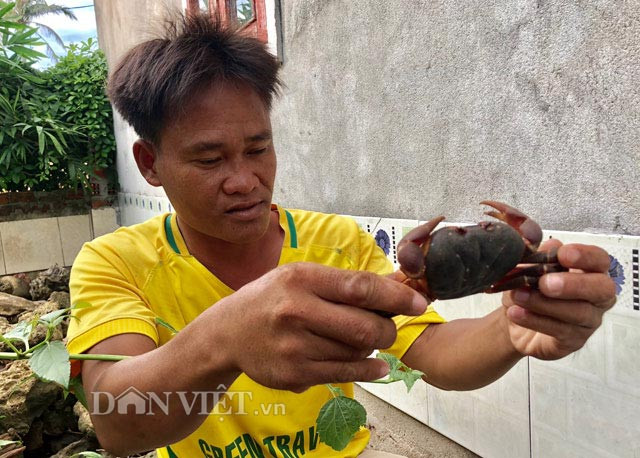 Cửa đẹp hiện có giá ngang bằng đồng loại "tiến vua" là cua huỳnh đế