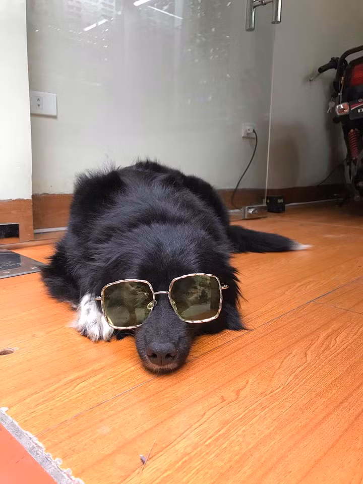 Chú chó tên Chang của Bá Mạnh dù chỉ là người mẫu bất đắc dĩ những lại nhận được sự chú ý đặc biệt từ dân mạng.