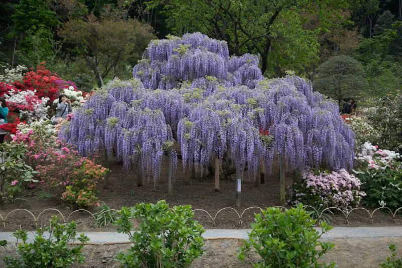 Fuji Matsuri (Hoa tử đằng) là lễ hội thường niên của Nhật Bản được tổ chức hàng năm vào giữa tháng 4 đến giữa tháng 5 nhằm tôn vinh loài hoa tử đằng, biểu tượng của tình yêu vĩnh cửu, và tình đoàn kết bác ái. Nó đầu tiên được tổ chức tại Việt Nam năm 2014 với điểm nhấn là đường hầm hoa Tử Đằng dài hơn 30m và sân khấu mô phỏng cây Tử Đằng 1000 năm tuổi.