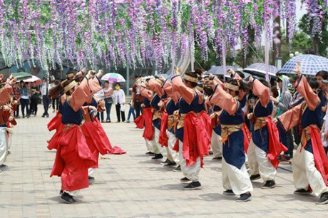 Năm nay, lễ hội Hoa Tử Đằng Fuji Matsuri sẽ được tổ chức tại Hà Nội, Một trong những điểm nhấn của lễ hội đó là BTC sẽ tạo ra đường hầm hoa tử đằng kéo dài 20m cho du khách thưởng thức.