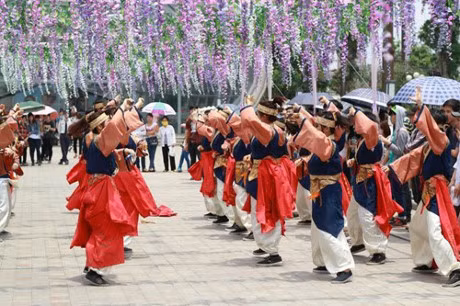 Năm nay, lễ hội Hoa Tử Đằng Fuji Matsuri sẽ được tổ chức tại Hà Nội, Một trong những điểm nhấn của lễ hội đó là BTC sẽ tạo ra đường hầm hoa tử đằng kéo dài 20m cho du khách thưởng thức.